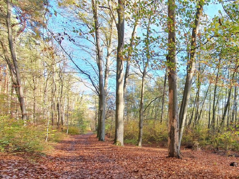 Waldgrundstück angrenzend an Erholungsflächen ca. 6 km von der Potsdamer Innenstadt und der Berliner Stadtgrenze entfernt