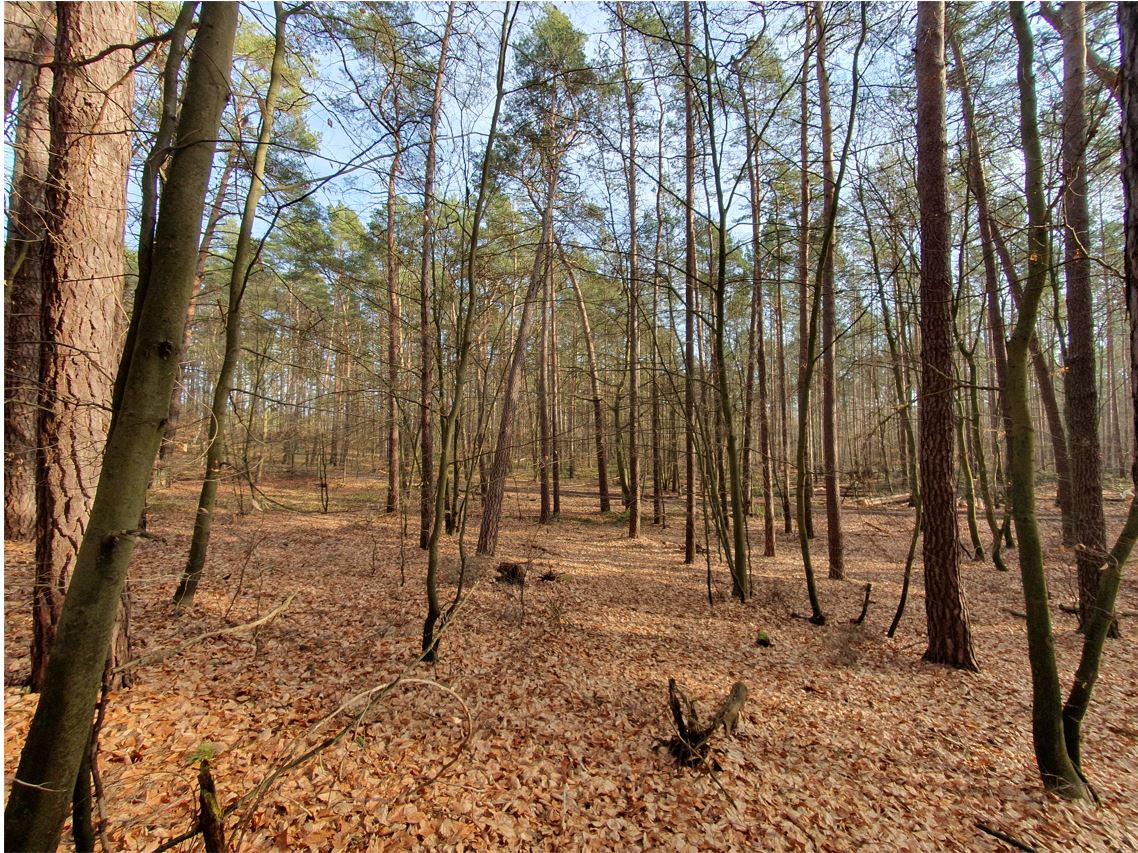 Waldfläche nördlich von Berlin in der Gemeinde Wandlitz + neben einem Sondergebiet Erholung ca. 300 m westlich des ´Strehlesees´